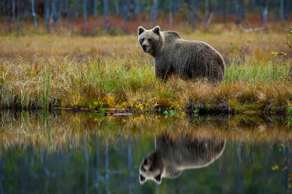 Ours Brun Kuusamo Laponie Finlande — Photo