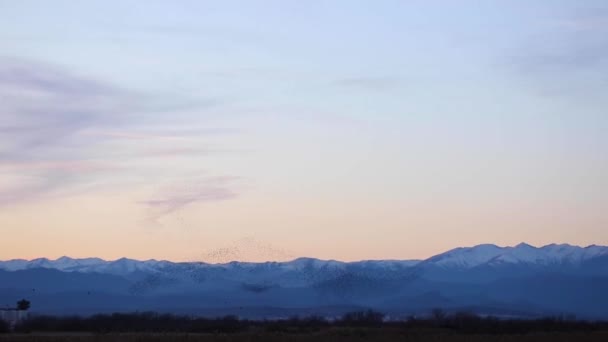 Spreeuwen Murmureren Aiguamolls Emporda Natuurpark Spanje — Stockvideo