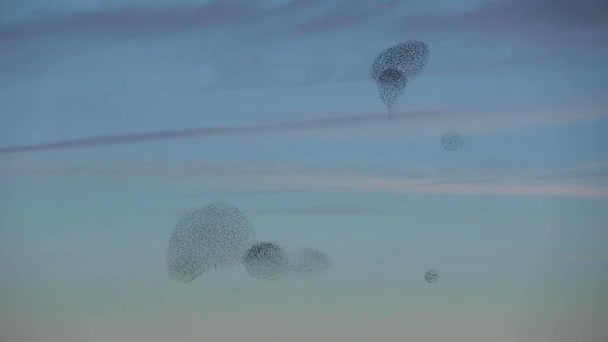 Starlings Murmuration Aiguamolls Emporda Nature Park Spain — Stock Video