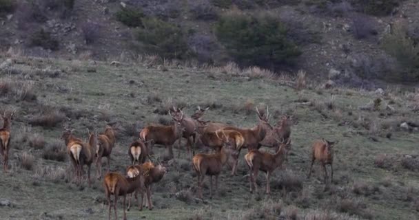 Sunset Deers Capcir Cerdagne Pyrenees France Uhd — Stock Video