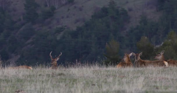 Capcir Cerdagne Pyrenees Fransa Gün Batımı Geyikler Uhd — Stok video