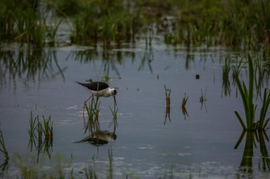 Aiguamolls De L 'Emporda Doğa Koruma Alanında (Himantopus Himantopus) kara kanatlı stilt, İspanya