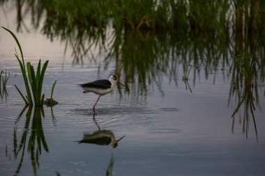 Aiguamolls De L 'Emporda Doğa Koruma Alanında (Himantopus Himantopus) kara kanatlı stilt, İspanya