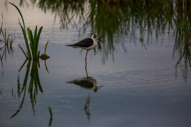 Aiguamolls De L 'Emporda Doğa Koruma Alanında (Himantopus Himantopus) kara kanatlı stilt, İspanya