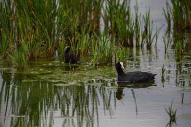 Aiguamolls De L 'Emporda Doğa Koruma Alanında (Fulica atra).