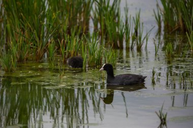Aiguamolls De L 'Emporda Doğa Koruma Alanında (Fulica atra).