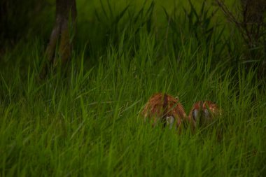 Aiguamolls De L 'Emporda Doğa Koruma Alanındaki Fallow geyiği, İspanya.