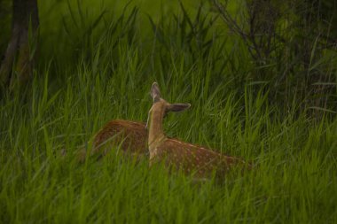 Aiguamolls De L 'Emporda Doğa Koruma Alanındaki Fallow geyiği, İspanya.