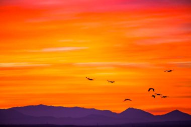 Günbatımı ve turnalar (Gruidae) Aiguamolls De L 'Emporda Doğa Rezervi, İspanya.