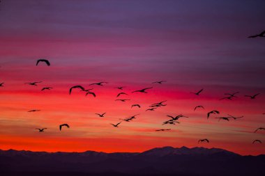 Günbatımı ve turnalar (Gruidae) Aiguamolls De L 'Emporda Doğa Rezervi, İspanya.