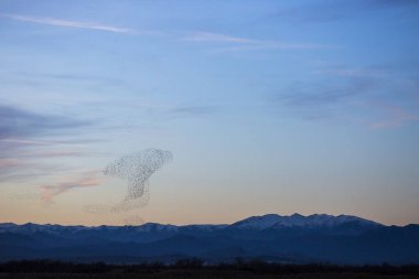 Starlings murmuration in Aiguamolls De L Emporda Nature Park, Spain. clipart