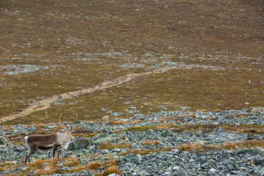 Yllas Pallastunturi Ulusal Parkı, Laponya, Finlandiya 'daki ren geyikleri