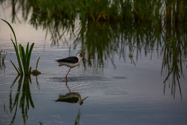 Černá Okřídlená Chůda Himantopus Himantopus Přírodní Rezervaci Aiguamolls Emporda Španělsko — Stock fotografie