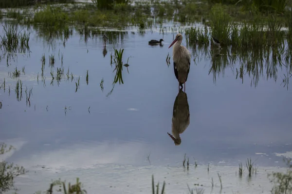 Storkar Våren Aiguamolls Emporda Naturreservat Spanien — Stockfoto