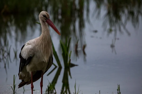 Πελαργοί Την Άνοιξη Στο Aiguamolls Emporda Nature Reserve Ισπανία — Φωτογραφία Αρχείου