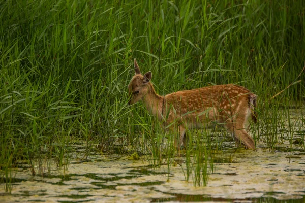 Jachères Aiguamolls Emporda Nature Reserve Espagne — Photo