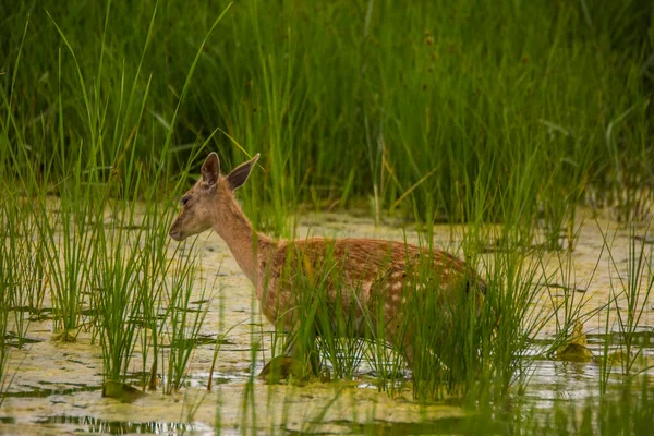 Cervos Aiguamolls Emporda Nature Reserve Espanha — Fotografia de Stock