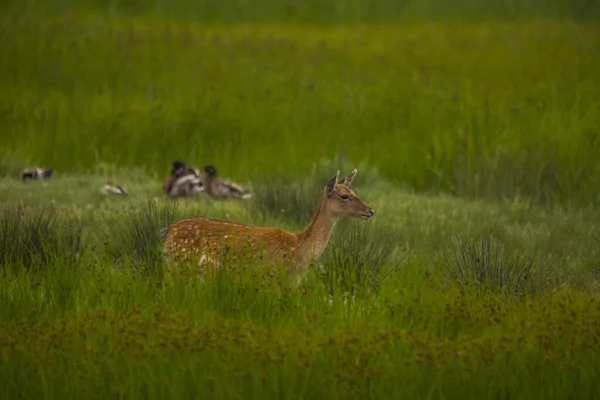 Fallow Deer Aiguamolls Emporda Nature Reserve Spain — Stock Photo, Image