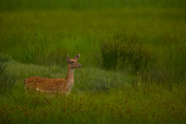 Рослинний Олень Aiguamolls Emporda Nature Reserve Spain — стокове фото