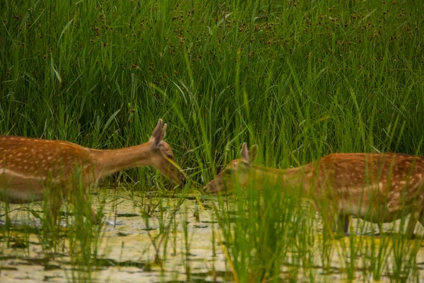 Rådjur Aiguamolls Emporda Naturreservat Spanien — Stockfoto