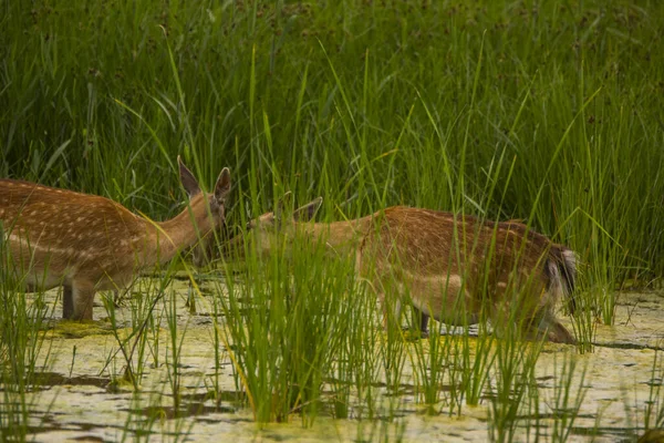 Rådjur Aiguamolls Emporda Naturreservat Spanien — Stockfoto