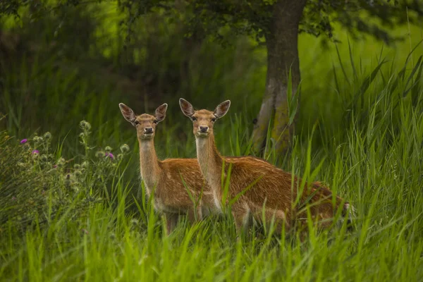 Jachères Aiguamolls Emporda Nature Reserve Espagne — Photo