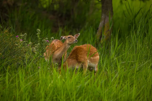 Jachères Aiguamolls Emporda Nature Reserve Espagne — Photo