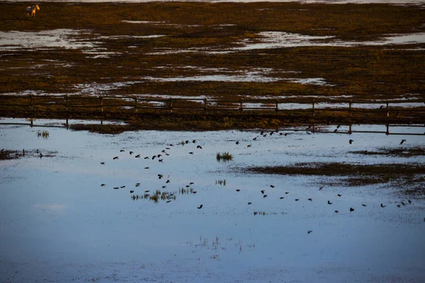 Sunset Birds Aiguamolls Emporda Nature Reserve Spain — Stock Photo, Image