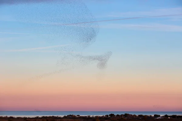 Starlings Muration Aiguamolls Emporda Nature Park Spanyolország — Stock Fotó