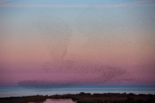 Starlings Muration Aiguamolls Emporda Nature Park Spanyolország — Stock Fotó