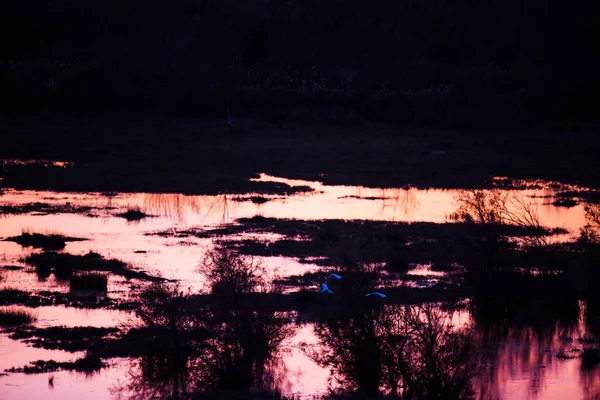 Coucher Soleil Oiseaux Aiguamolls Emporda Nature Reserve Espagne — Photo