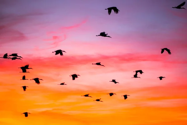 Sunset Cranes Gruidae Aiguamolls Emporda Nature Reserve Spain — Stock Photo, Image