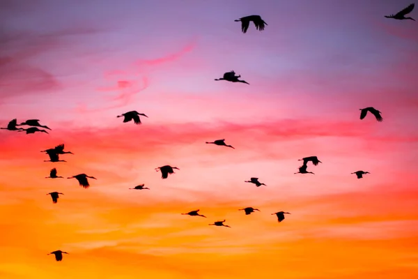 Günbatımı ve turnalar (Gruidae) Aiguamolls De L 'Emporda Doğa Rezervi, İspanya.