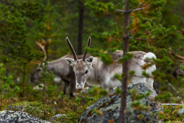 Renifery Jesienią Laponii Północnej Finlandii Europa — Zdjęcie stockowe