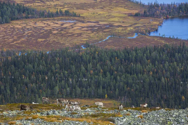 Renas Yllas Pallastunturi National Park Lapland Finlândia — Fotografia de Stock