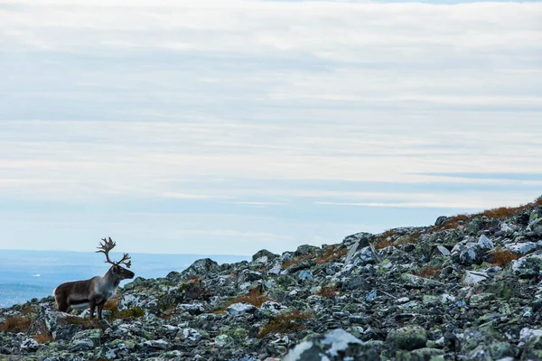 芬兰拉普兰Yllas Pallastunturi国家公园的驯鹿 — 图库照片