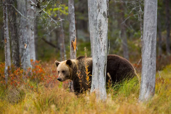 Бурый Медведь Куусамо Лапландия Северная Финляндия — стоковое фото
