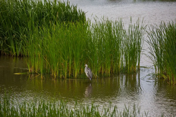 Great Egret Aiguamolls Emporda Nature Reserve Spain — Stock Photo, Image