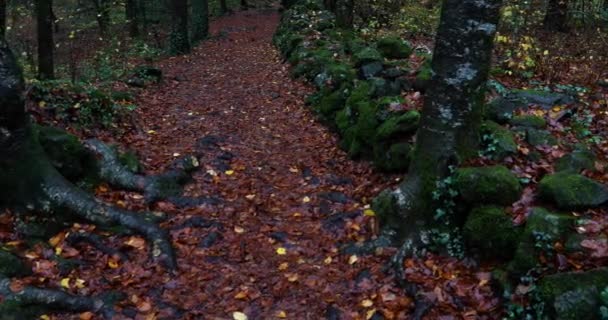 Cena Outono Floresta Fageda Jorda Garrotxa Girona Catalunha Espanha — Vídeo de Stock