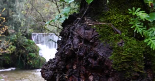 Escena Otoño Can Batlle Garrotxa Girona Cataluña España — Vídeos de Stock