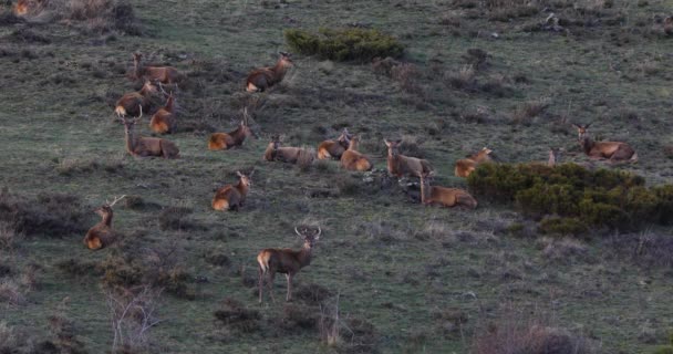 Tramonto Cervi Capcir Cerdagne Pirenei Francia Uhd — Video Stock