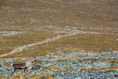 Yllas Pallastunturi Ulusal Parkı, Laponya, Finlandiya 'daki ren geyikleri