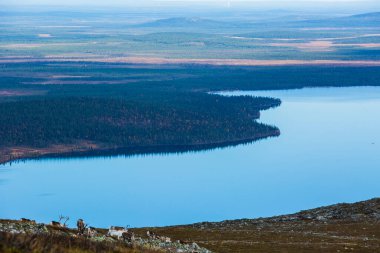 Yllas Pallastunturi Ulusal Parkı, Laponya, Finlandiya 'daki ren geyikleri
