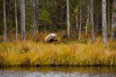 Kahverengi ayı Kuusamo, Laponya, Finlandiya