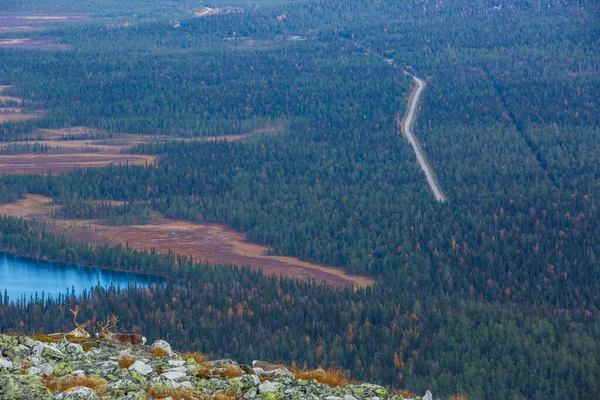 Renas Yllas Pallastunturi National Park Lapland Finlândia — Fotografia de Stock