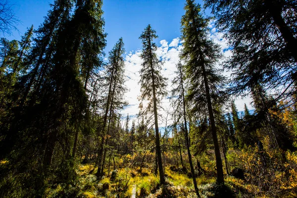 Podzimní Krajina Národním Parku Yllas Pallastunturi Finsko — Stock fotografie