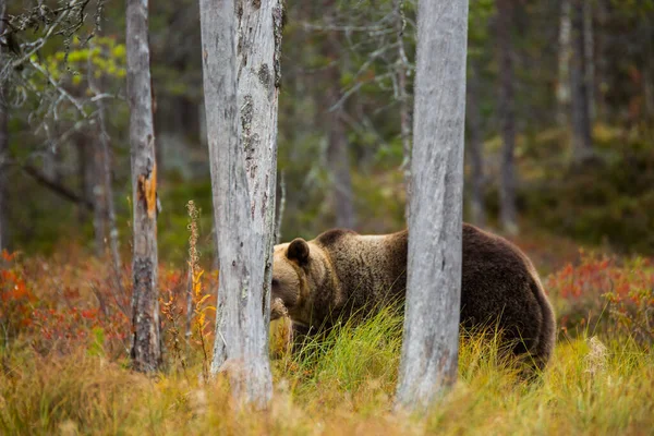 Niedźwiedź Brunatny Kuusamo Laponia Finlandia — Zdjęcie stockowe