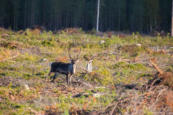 Renifer Jesienią Laponii Szwecja Europa — Zdjęcie stockowe