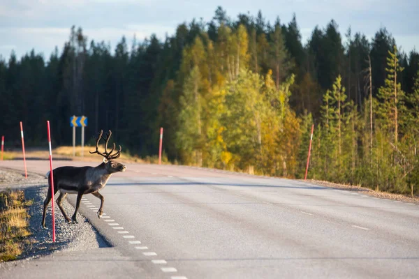 Sobi Podzim Laponsku Švédsko Evropa — Stock fotografie