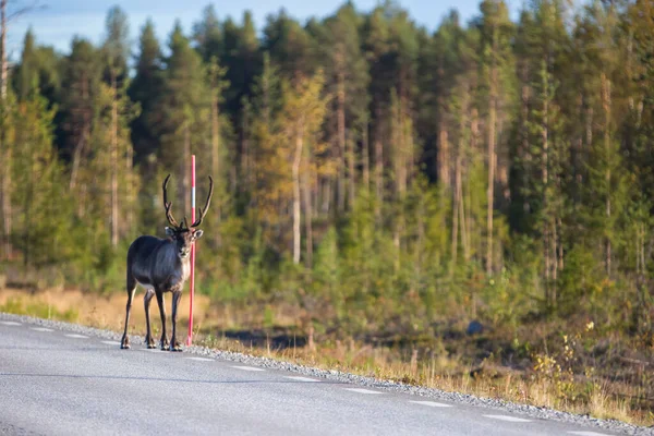 Sobi Podzim Laponsku Švédsko Evropa — Stock fotografie
